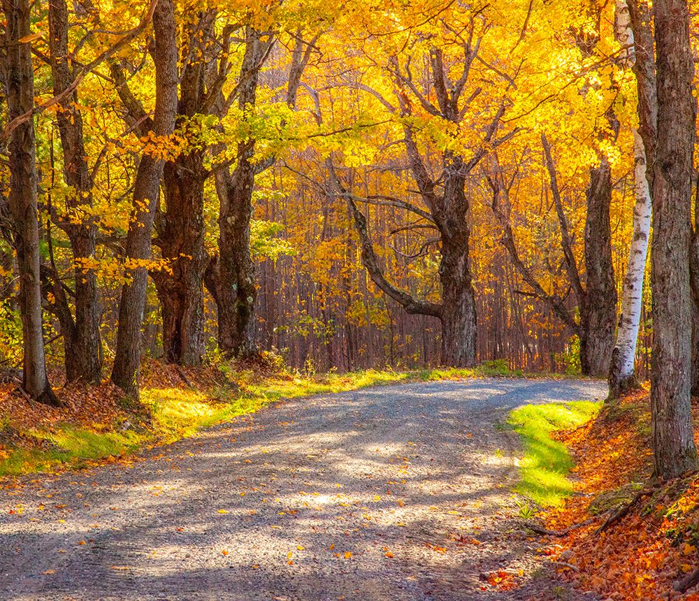 USA-New England-Vermont tree-lined gravel road with Sugar Maple in Autumn art print by Sylvia Gulin for $57.95 CAD
